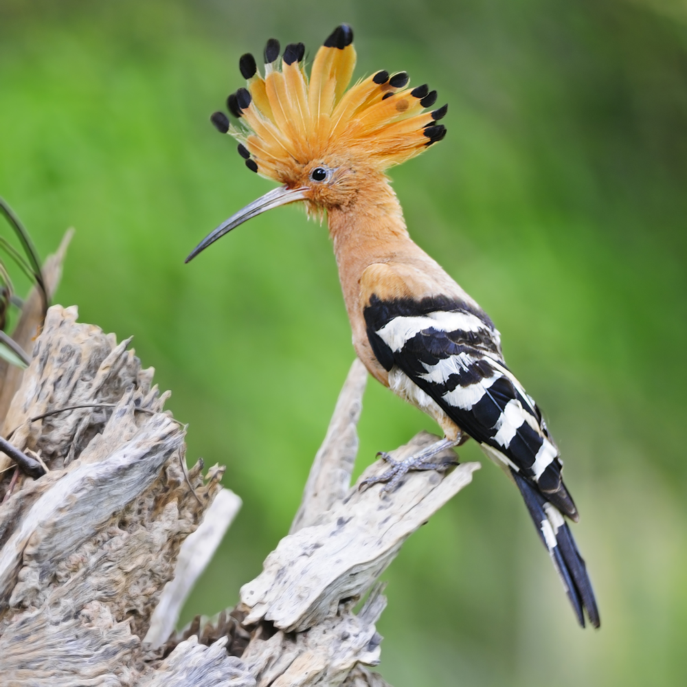 Ein Wiedehopf mit auff&auml;lliger Federkrone und schwarz-wei&szlig; gemustertem Gefieder sitzt auf einem Ast