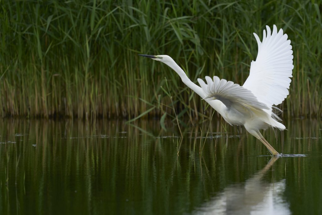 Ein gro&szlig;er Silberreiher mit ausgebreiteten Fl&uuml;geln l&auml;uft auf dem Wasser vor Schilf im Hintergrund