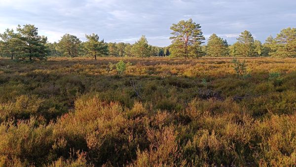 Landschaft in der Reicherskreuzer Heide