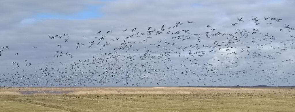 Ein Schwarm Nonneng&auml;nse fliegt &uuml;ber Salzwiese